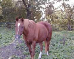 horse Nica (German Riding Pony,  )