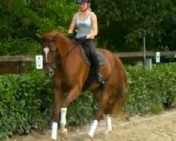 dressage horse Sunrice Avenue (Oldenburg, 2009, from Status Quo)