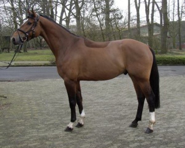 dressage horse Springfield 15 (Hanoverian, 2004, from Silvio I)