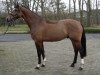 dressage horse Springfield 15 (Hanoverian, 2004, from Silvio I)