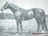 stallion Arrigle Valley xx (Thoroughbred, 1960, from Aureole xx)