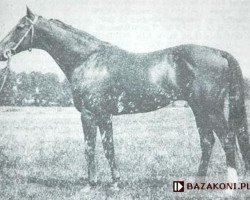 stallion Arrigle Valley xx (Thoroughbred, 1960, from Aureole xx)