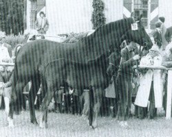 Zuchtstute Uta II (Trakehner, 1971, von Harlekin)