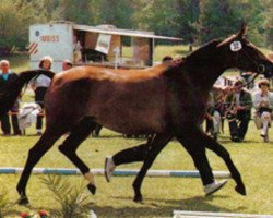 broodmare Utimor (Trakehner, 1984, from Istanbul)