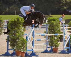 jumper FBW Casallino (Württemberger, 2008, from Casall Ask)