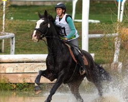 Pferd Cecil (Tschechisches Warmblut, 2009, von Le Patron)