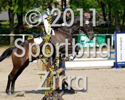 dressage horse Satchmo (Hanoverian, 2001, from Santorini)