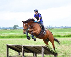 dressage horse Bon Jovi M (Oldenburg, 2012, from Belstaff)