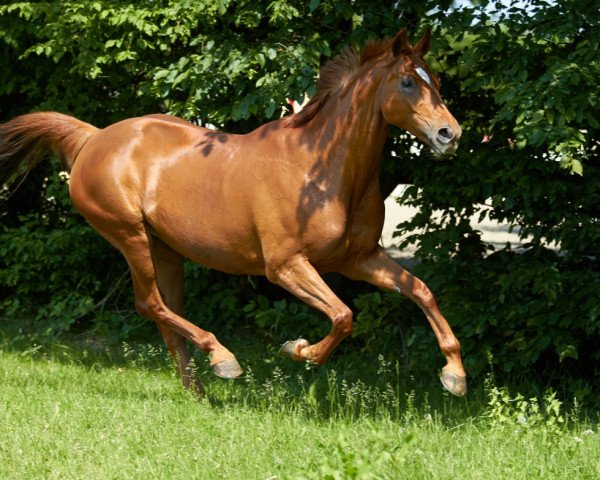 broodmare Donata (Hanoverian, 2000, from Donnerprinz)