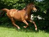 broodmare Donata (Hanoverian, 2000, from Donnerprinz)