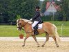 Pferd Marius 128 (Haflinger, 1996, von Mithras)