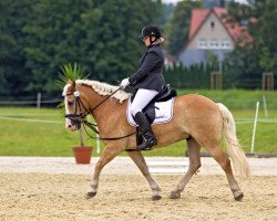 Pferd Marius 128 (Haflinger, 1996, von Mithras)