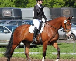 dressage horse Dublin 211 (Westphalian, 2007, from Democraat)