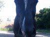 horse Satinka de la Estrella Negra (German Warmblood, 2007, from Neckar)