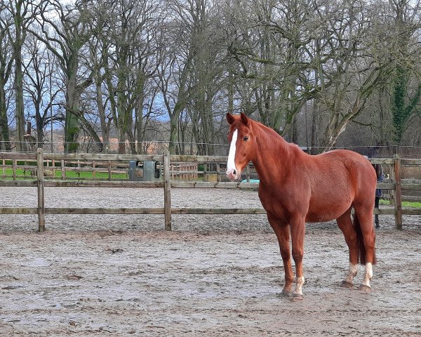 dressage horse Fürst Feivelor (Hanoverian, 2010, from Fürst Nymphenburg)