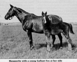 broodmare Marguerite xx (Thoroughbred, 1920, from Celt xx)