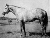 stallion Native Rythm xx (Thoroughbred, 1961, from Native Dancer xx)