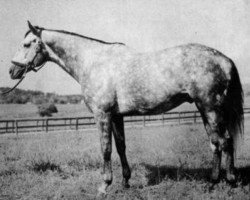 stallion Native Rythm xx (Thoroughbred, 1961, from Native Dancer xx)