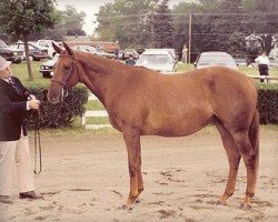 broodmare Issues Call xx (Thoroughbred, 1982, from Issue xx)