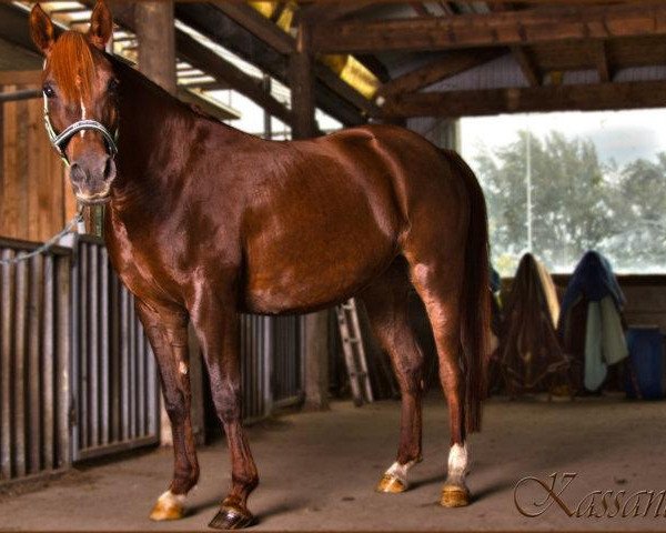 Pferd Kassy (Vollblutaraber, 2002, von Nanu ox)