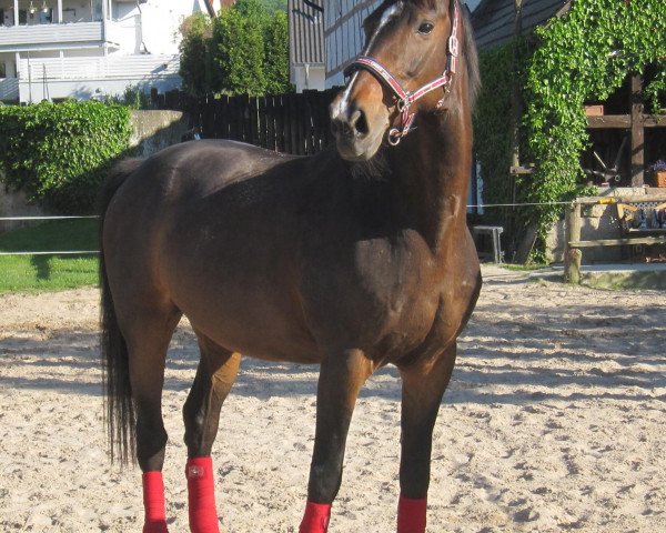 horse Luna (Oldenburg, 1995, from Levantos II)