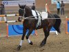 horse Boss 33 (Swedish Warmblood, 2000, from Calino)