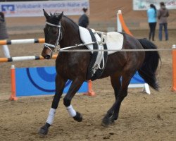 horse Boss 33 (Swedish Warmblood, 2000, from Calino)