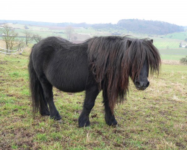 horse Jonny (Dt.Part-bred Shetland pony, 1981, from Jegg)