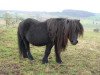 horse Jonny (Dt.Part-bred Shetland pony, 1981, from Jegg)