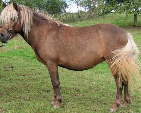 broodmare Farida (German Classic Pony, 2001, from Justin)