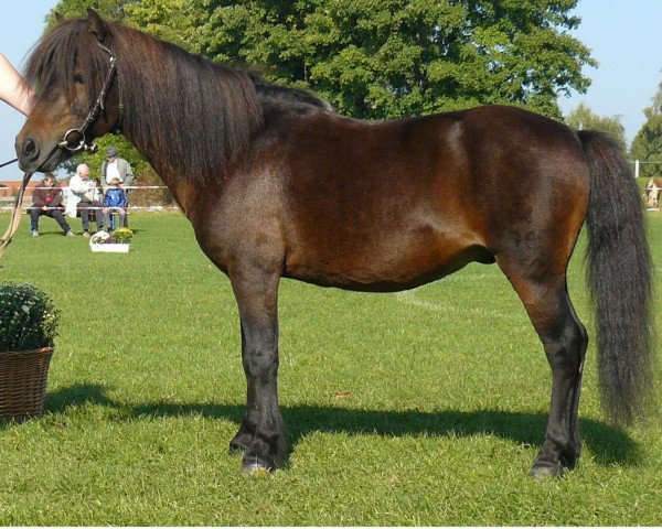 stallion Jim vom Talhof (Dt.Part-bred Shetland pony, 1996, from Jonny)
