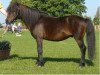 stallion Jim vom Talhof (Dt.Part-bred Shetland pony, 1996, from Jonny)