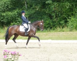 dressage horse PS Allegra Abana (Westphalian, 2007, from Abanos)