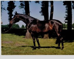 broodmare Pretty Lady (Westphalian, 1994, from Pandur)