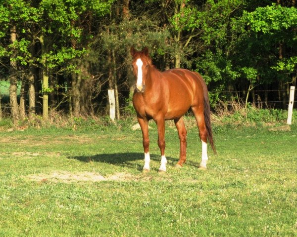 broodmare Kornglocke (Saxony-Anhaltiner, 1992, from Kolibri)