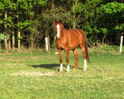 broodmare Kornglocke (Saxony-Anhaltiner, 1992, from Kolibri 2705)