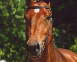 Springpferd Aurelius Maximus 2 (Westfale, 2002, von Aurelio)