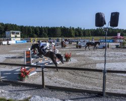 Springpferd Playboy (Deutsches Reitpony, 2006, von FS Pontiac)