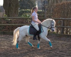 Pferd Three-B Limelight (Welsh Mountain Pony (Sek.A), 2009, von Nantdywyll Tywysog)