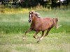 broodmare Beauty (Welsh-Pony (Section B), 2003, from Courage)