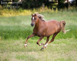 Zuchtstute Beauty (Welsh Pony (Sek.B), 2003, von Courage)