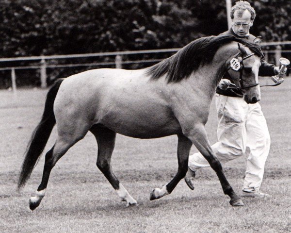 Zuchtstute Wolling's Digalon Merch (Welsh Pony (Sek.B), 1982, von Sir)