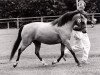 Zuchtstute Wolling's Digalon Merch (Welsh Pony (Sek.B), 1982, von Sir)