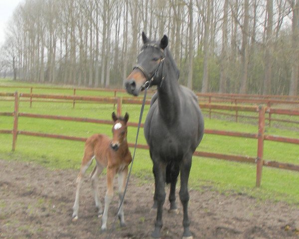 broodmare Riccy (Westphalian, 2005, from Riccione)