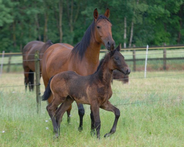 broodmare Fleur Dancing F. (Westphalian, 2008, from Fleurop)