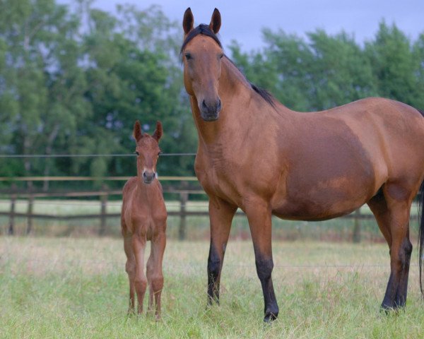 broodmare Idylla AA (Anglo-Arabs, 1995, from Ind)