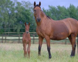 broodmare Idylla AA (Anglo-Arabs, 1995, from Ind)