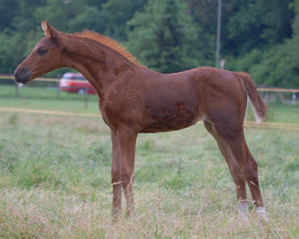 Zuchtstute Lou Caprice F. (Westfale, 2013, von Lamoureux I)