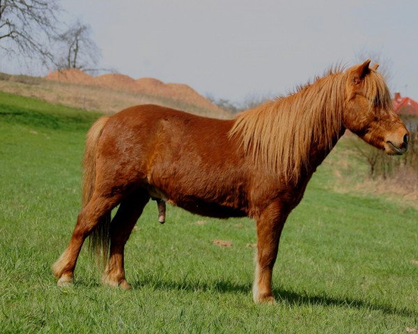 Pferd Jamiro (Deutsches Classic Pony, 2006, von Jim vom Talhof)