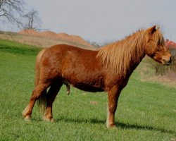 horse Jamiro (German Classic Pony, 2006, from Jim vom Talhof)